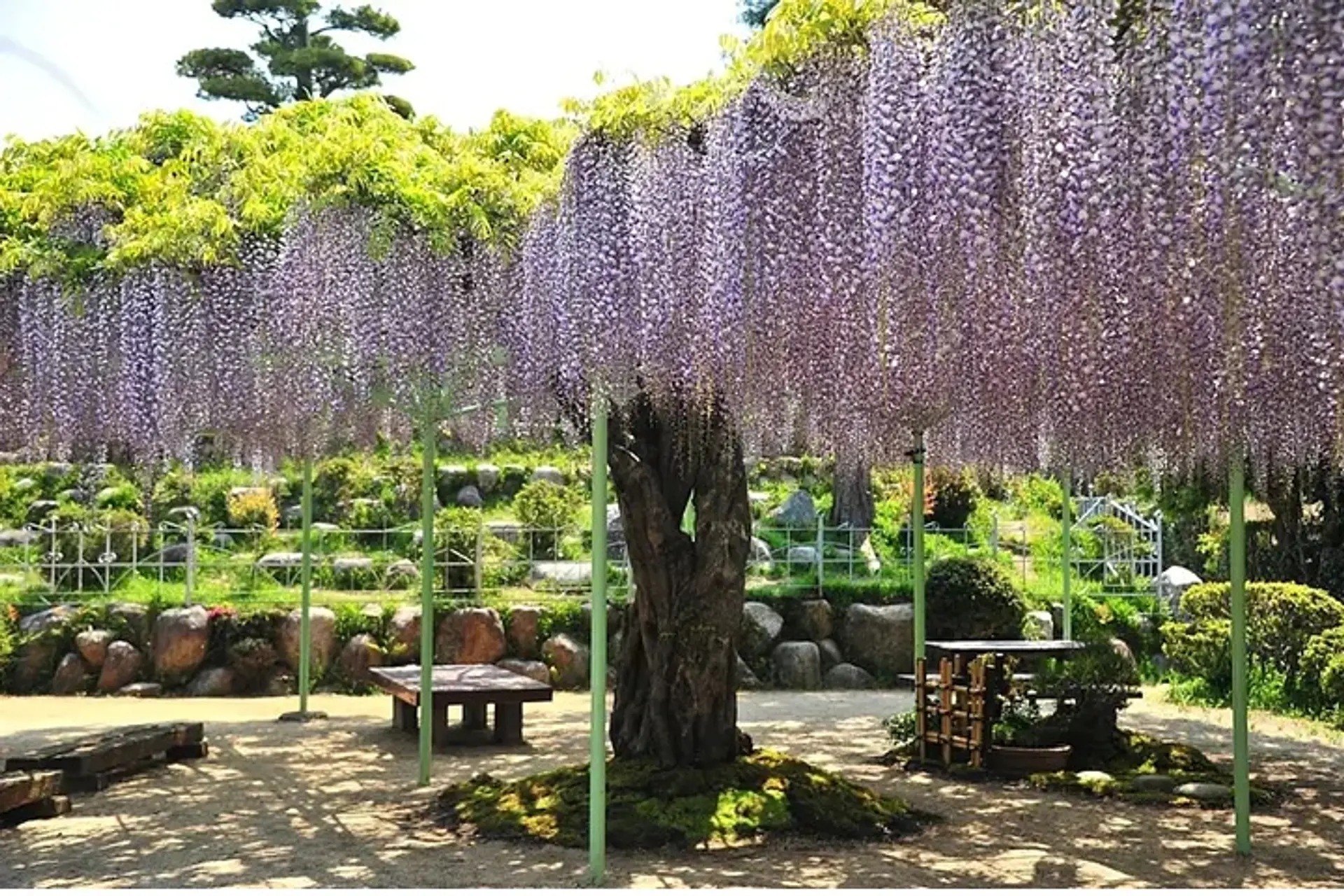 竹成大日堂五百羅漢の藤まつり