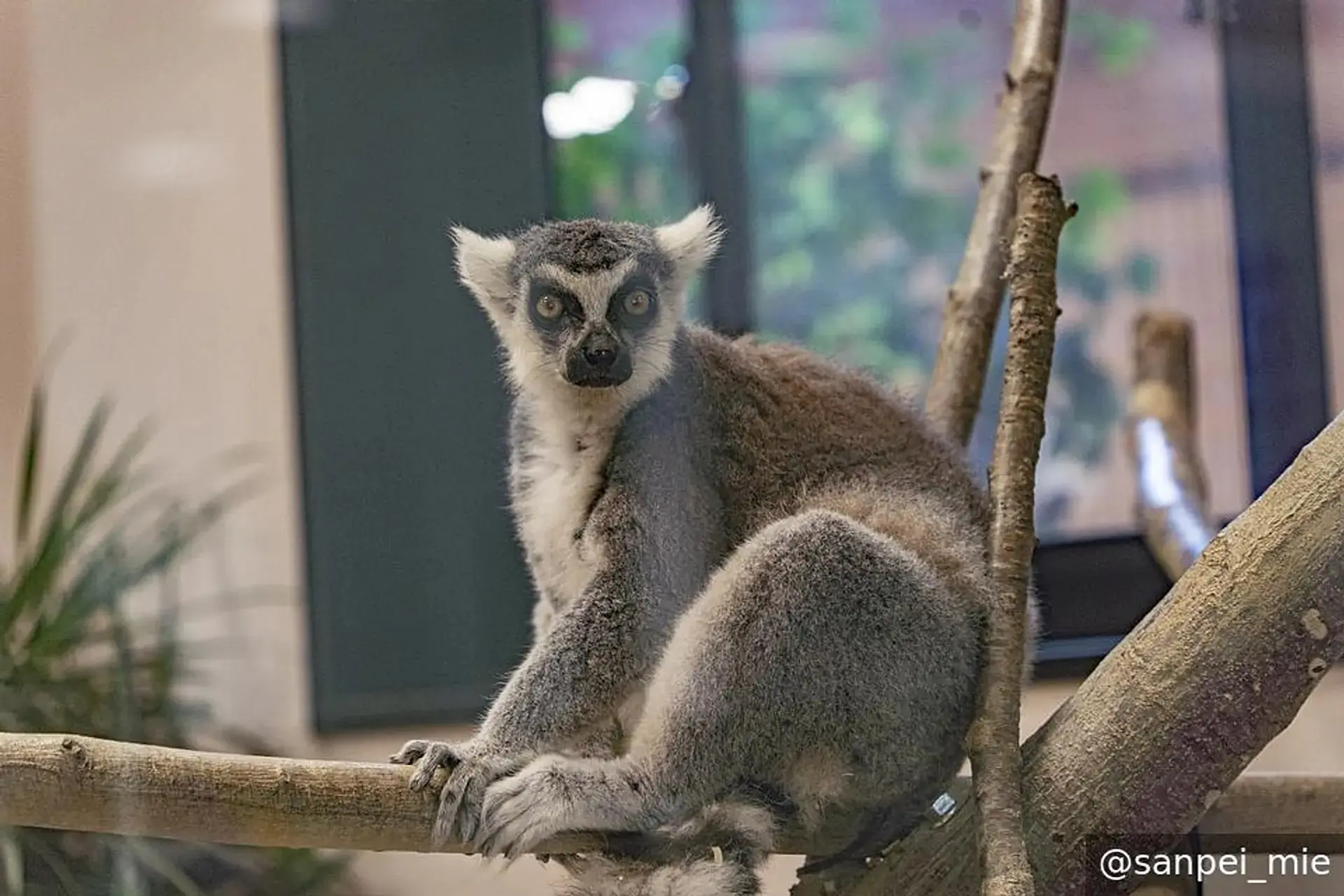 ワオキツネザル