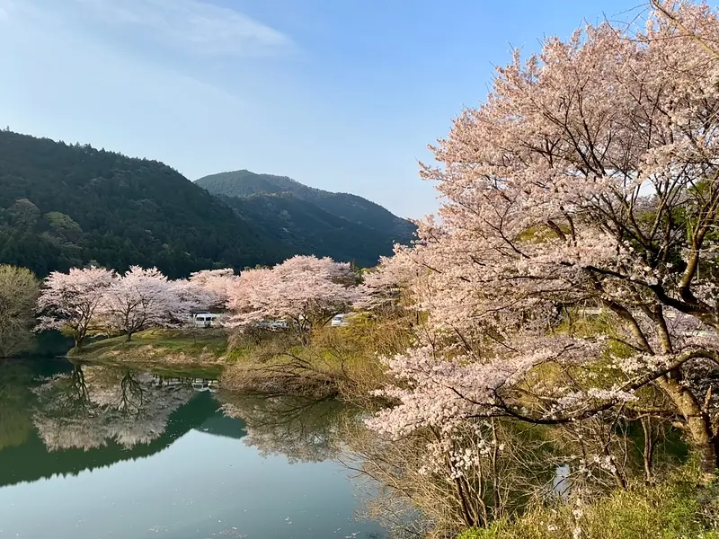 Cherry blossoms at Sakura no Sato Park