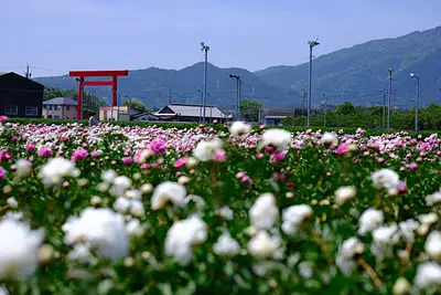 長沢町のシャクヤク（5）