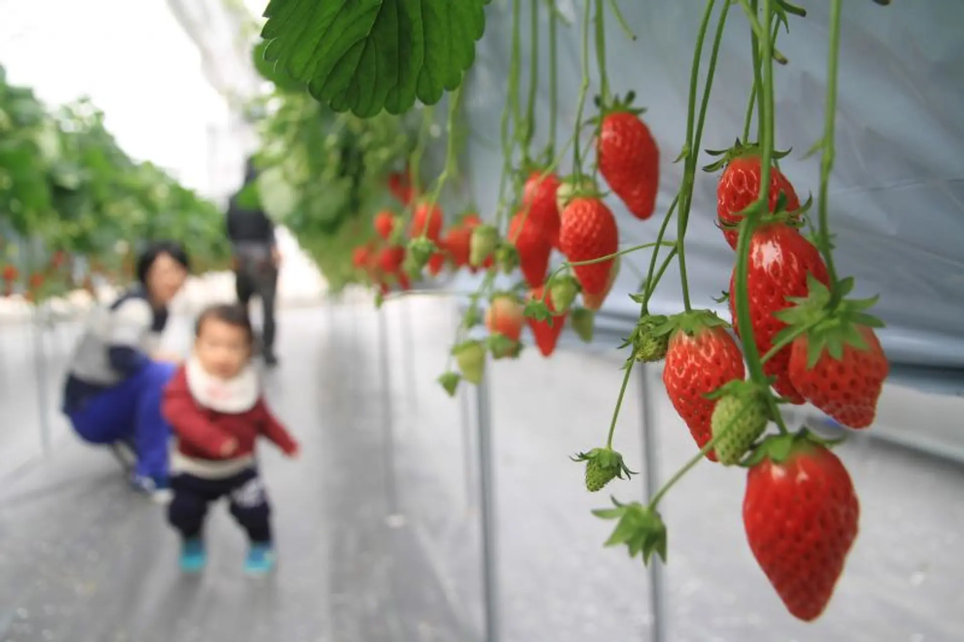 ナガシマファーム