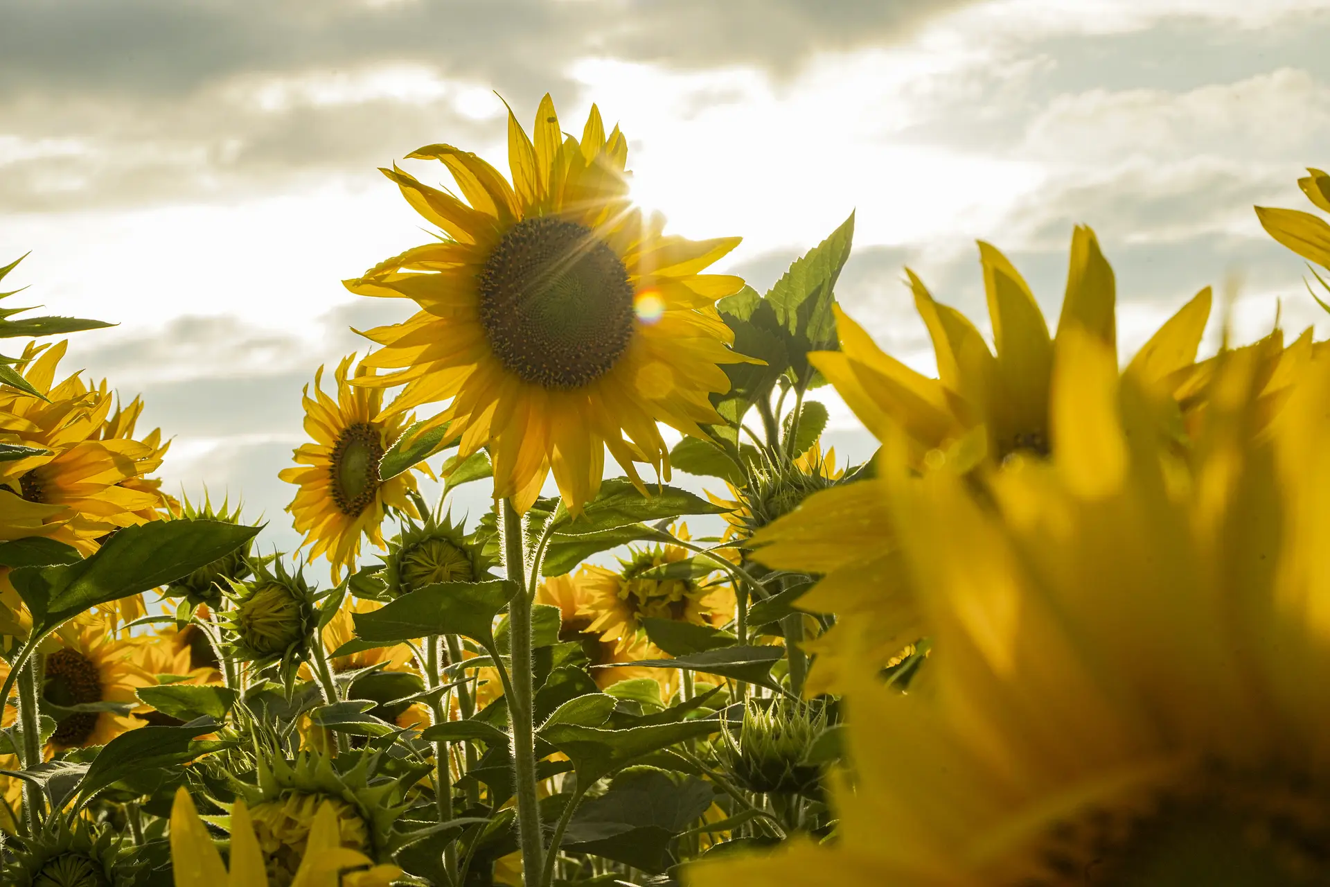 夕日の逆光を使って撮る３
