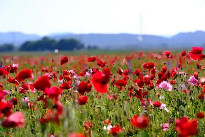 津市木造町雲出川河川敷のポピー（7）