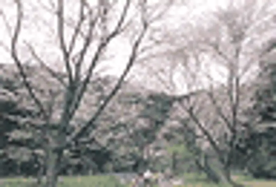 親水公園の桜【花】