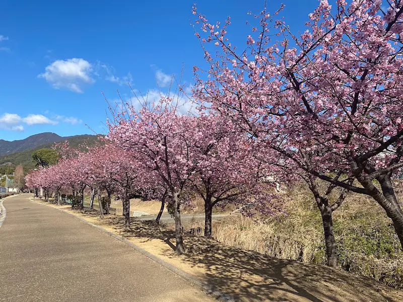 Los cerezos en flor de Kawazu en el parque deportivo Yamazaki