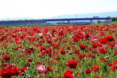 津市木造町雲出川河川敷のポピー（4）