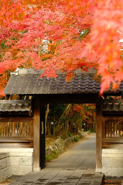 高田本山専修寺の紅葉（7）