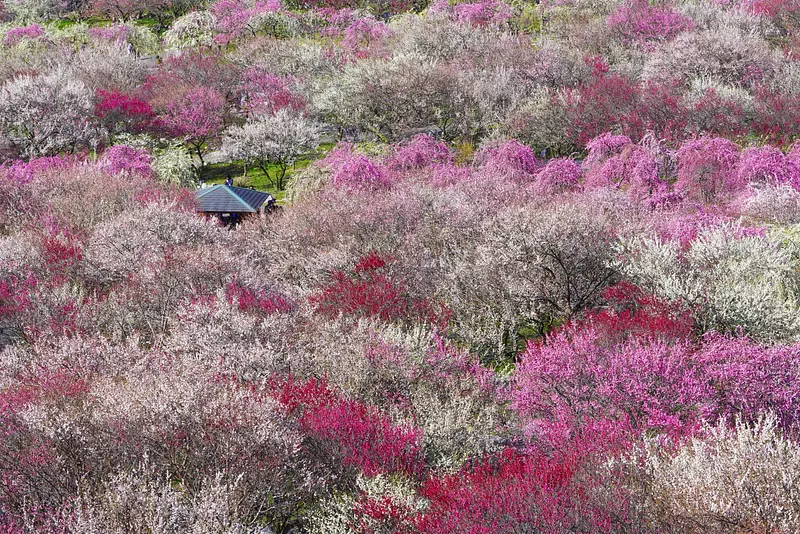 Flores de ciruelo en el parque agrícola ciudad de Inabe