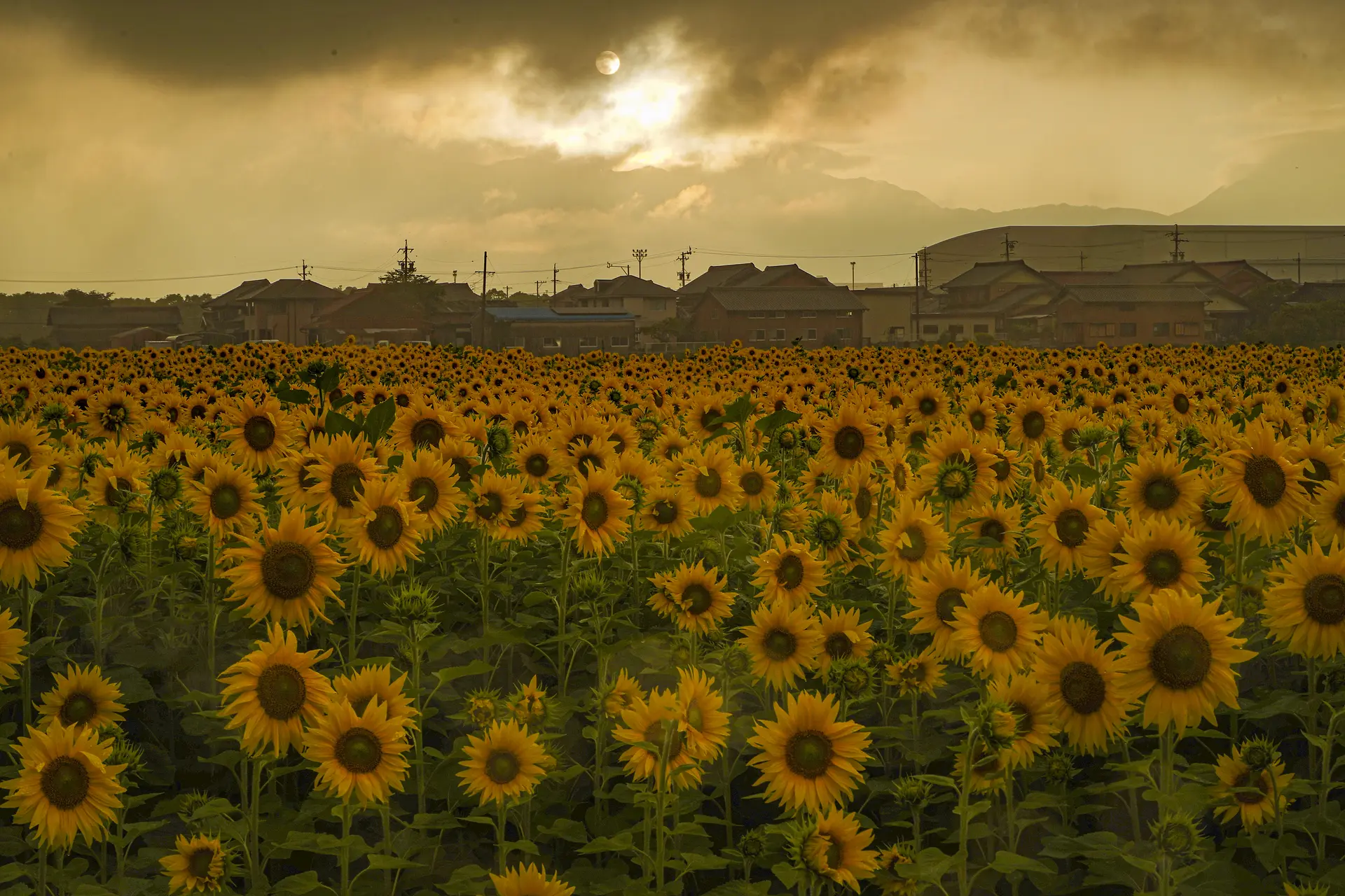 夕日の逆光を使って撮る