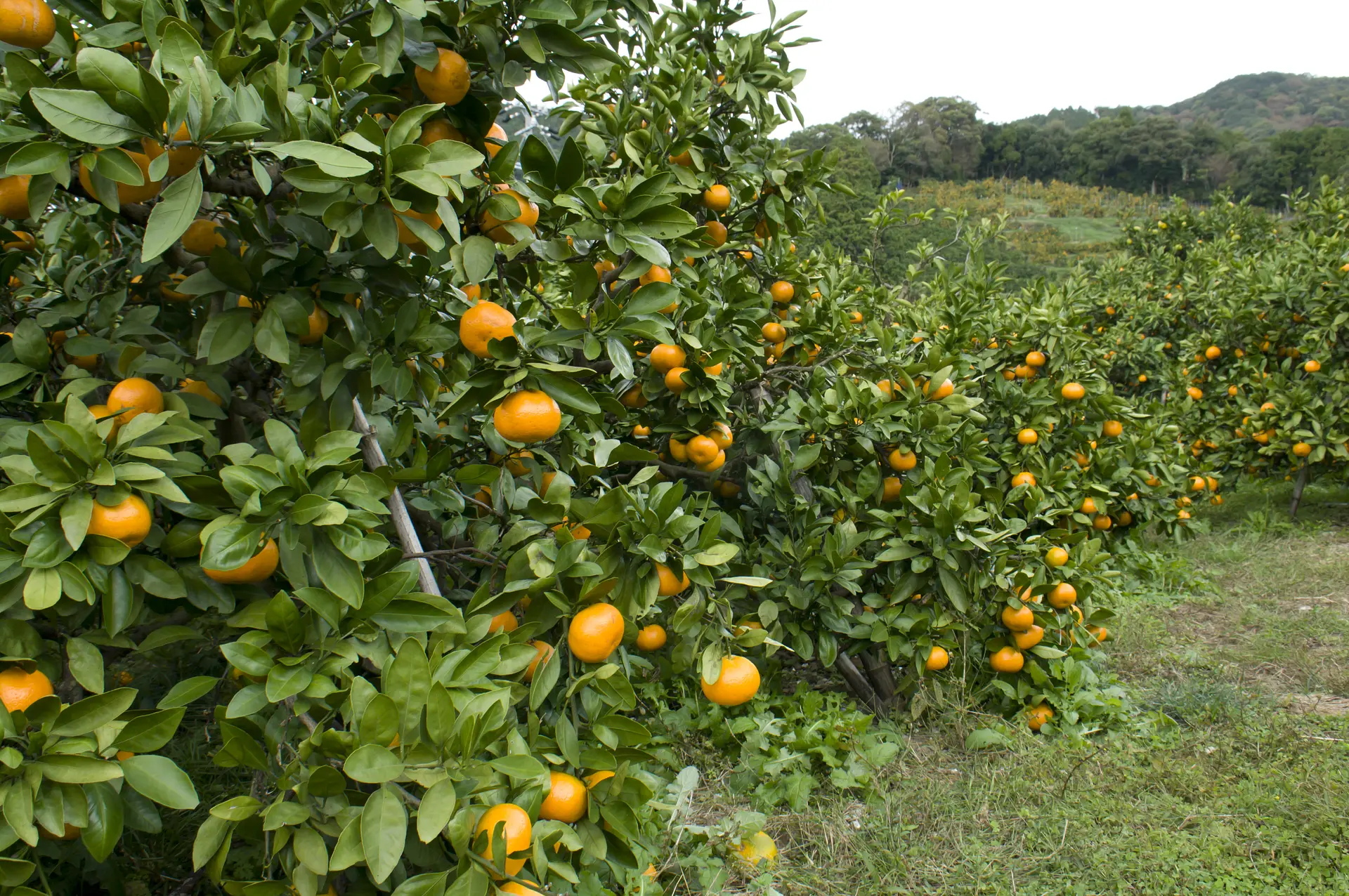 三重のみかん狩り