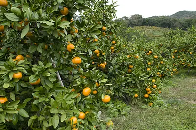 三重のみかん狩り