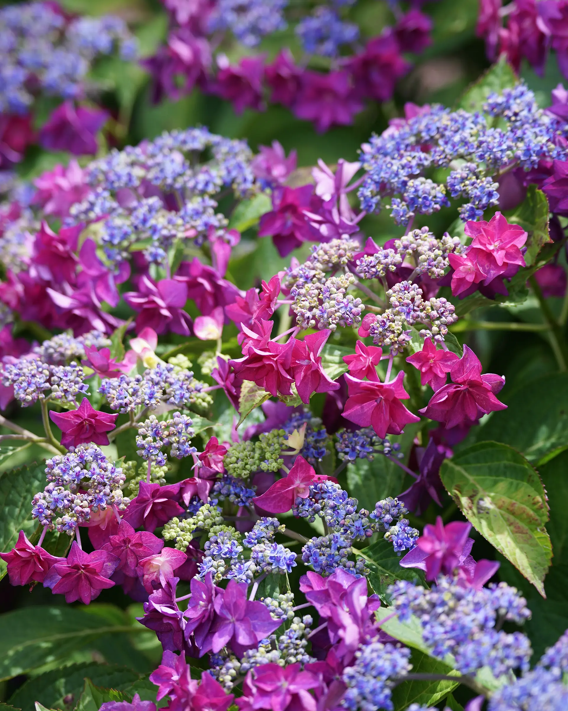 赤塚アジサイガーデン