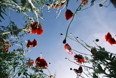 津市木造町雲出川河川敷のポピー（5）