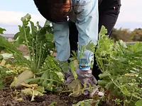 収穫体験の様子