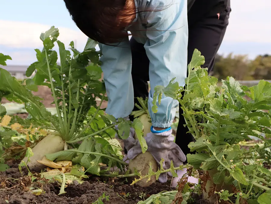 収穫体験の様子