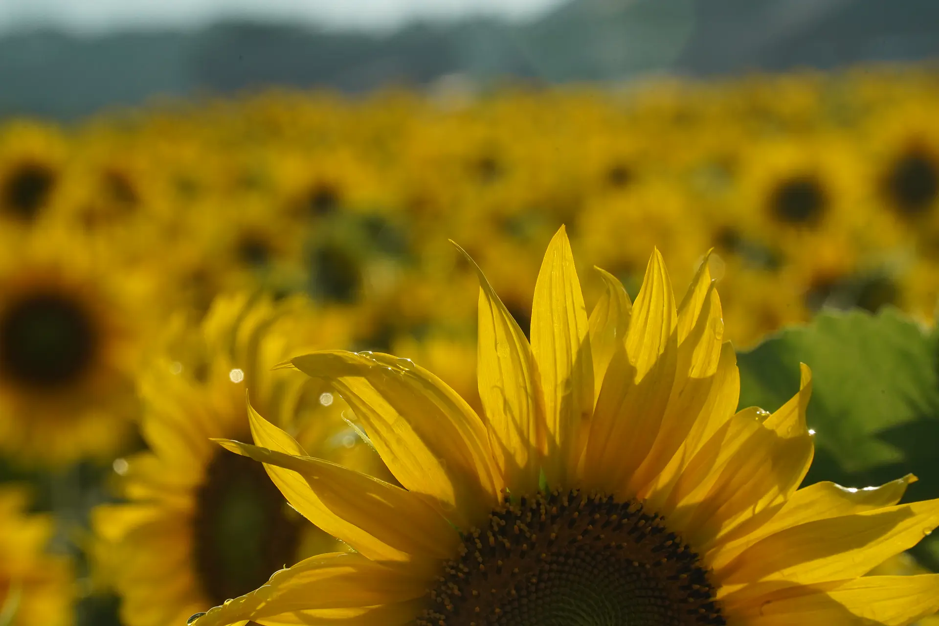 夕日の逆光を使って撮る２