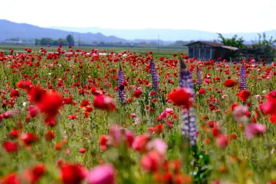 津市木造町雲出川河川敷のポピー（6）