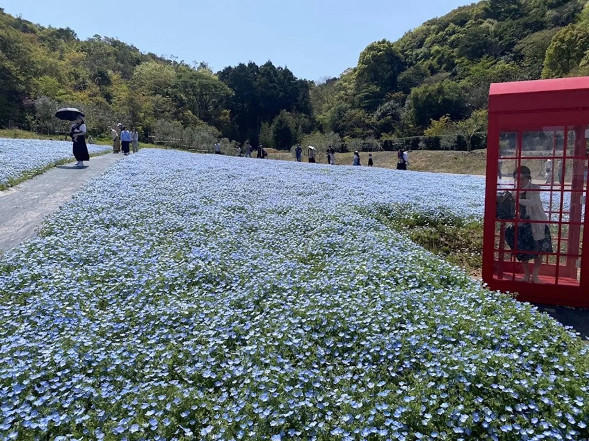 志摩市観光農園のネモフィラ