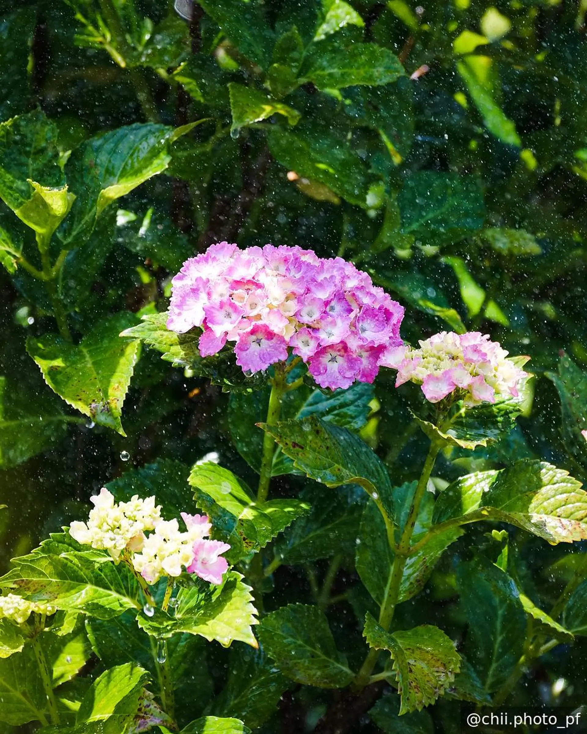 スプリンクラーを浴びる紫陽花