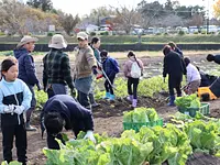 収穫体験の様子