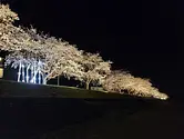 Yinako Fureai Cherry Blossom Festival (cerisiers en fleurs le long de la rivière Kizu)