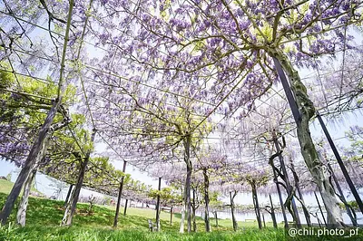 世界に一つだけ！ハートの空を縁取る圧巻の藤棚や、新たなネモフィラエリアにも注目♪  津市 かざはやの里「2026 花と祈りの藤まつり」がスタートしました！