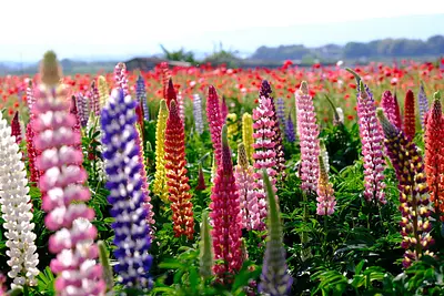 津市木造町雲出川河川敷のルピナスとポピー（1）