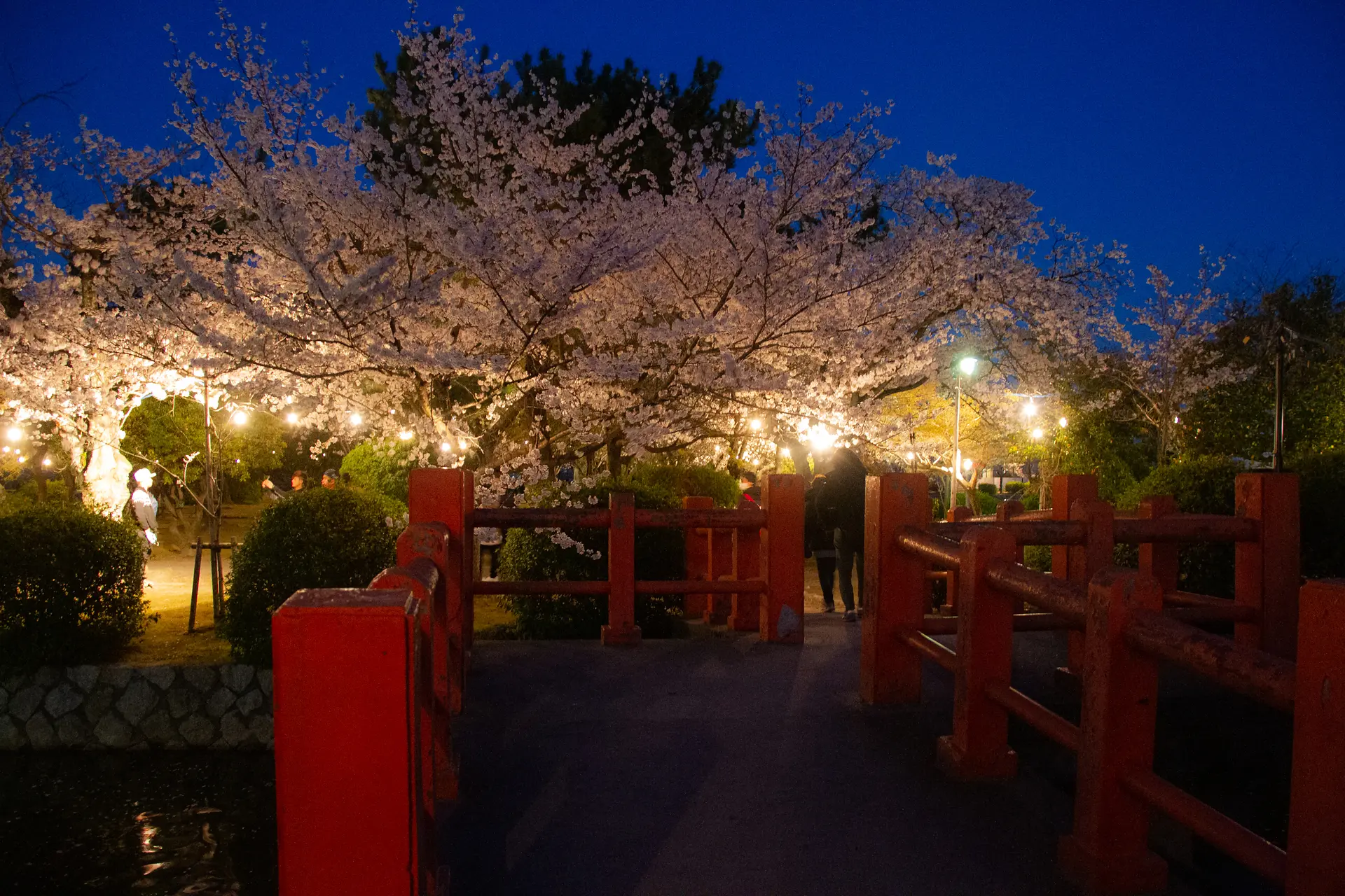 九華公園の桜