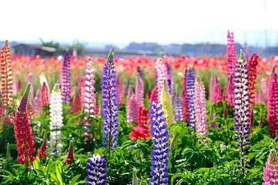 津市木造町雲出川河川敷のルピナスとポピー（2）