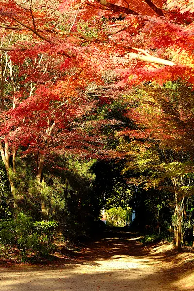 円光寺の紅葉（5）