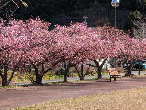 Fleurs de cerisier Kawazu au sol de Nayaura