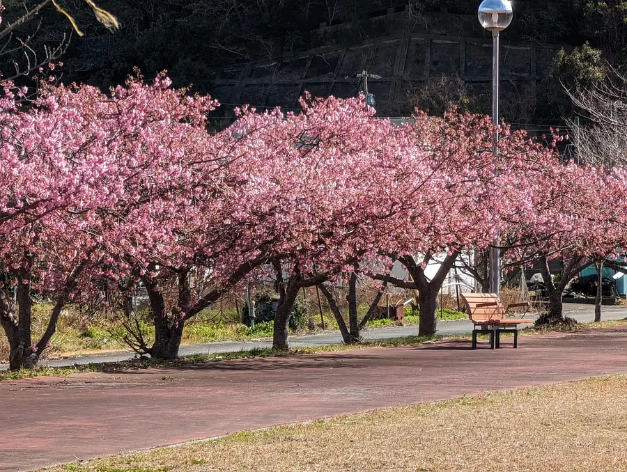 Los cerezos Kawazu florecen en el terreno de Nayaura