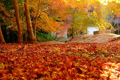 円光寺の紅葉（6）