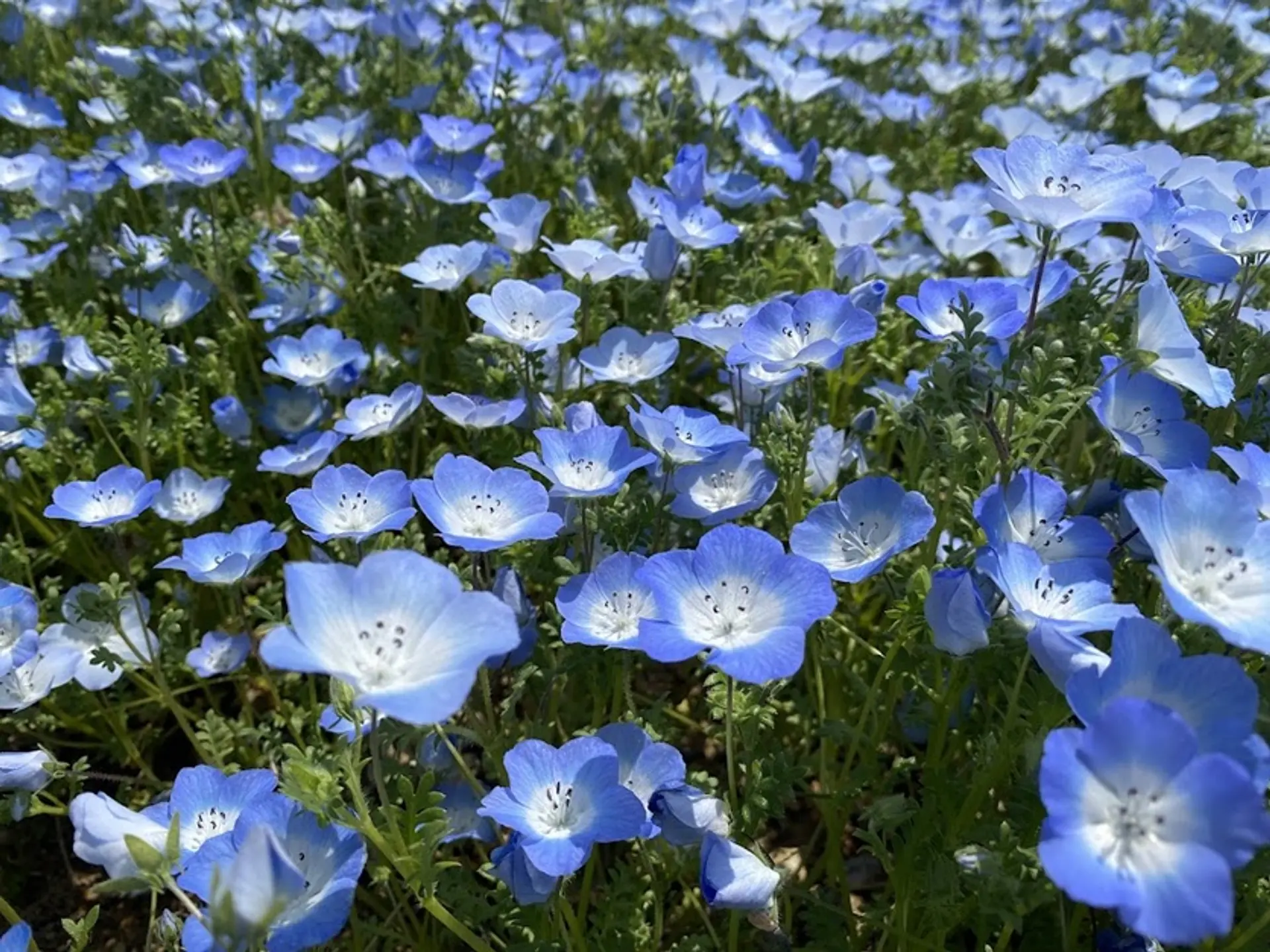 志摩市観光農園ネモフィラ畑