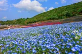 시마 시（ShimaCity）관광 농원의 네모필라와 시바 벚꽃