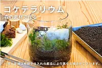 森の素材を使ってコケテラリウム