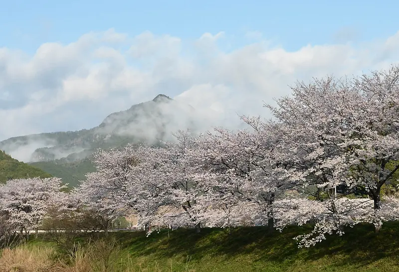 Sankai no Sato : cerisiers en fleurs le long du lit de la rivière