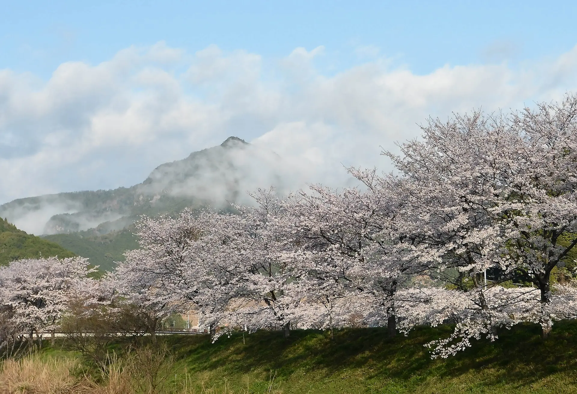 山海の郷 河川敷の桜並木