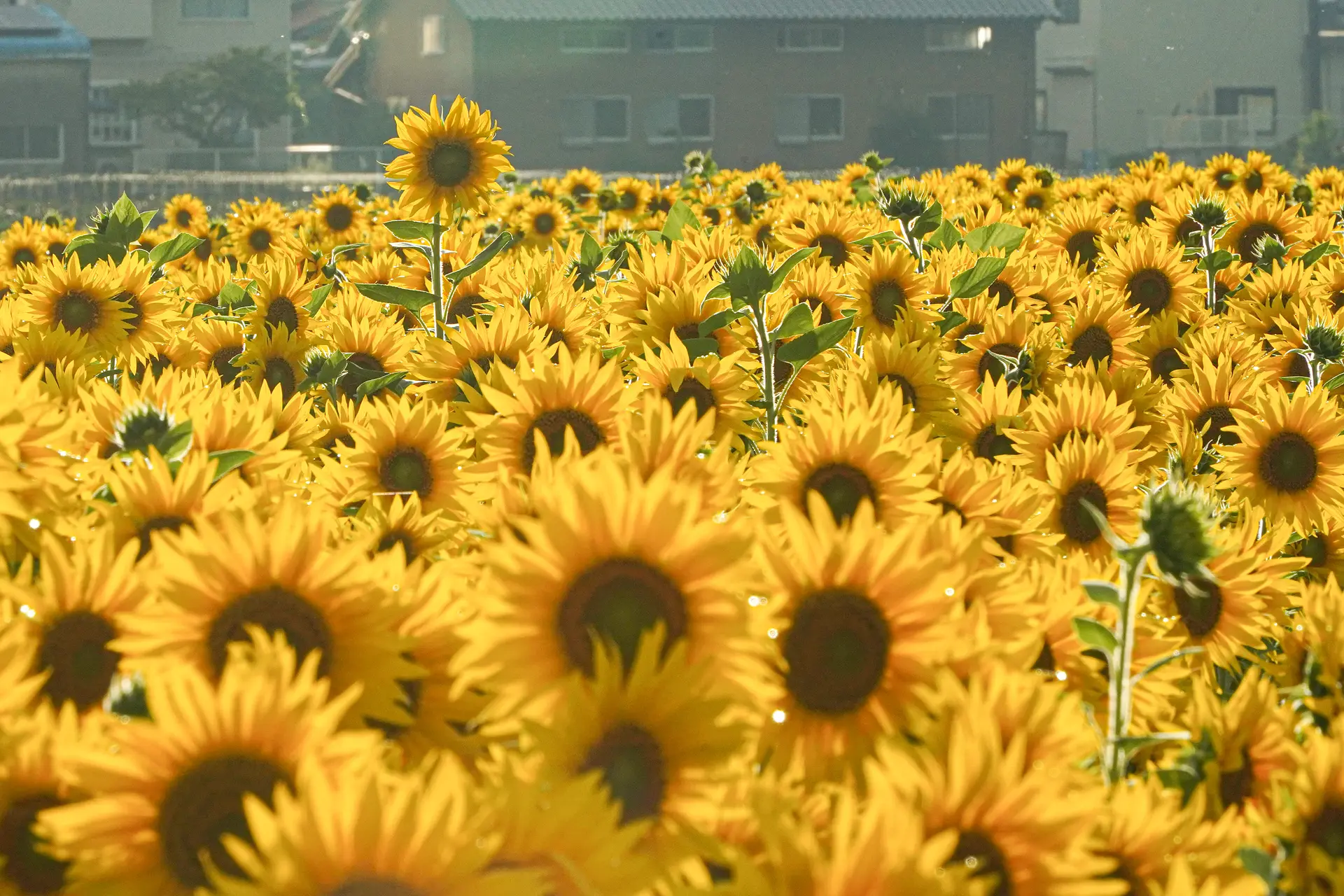 一本だけ飛び出たひまわりをねらう