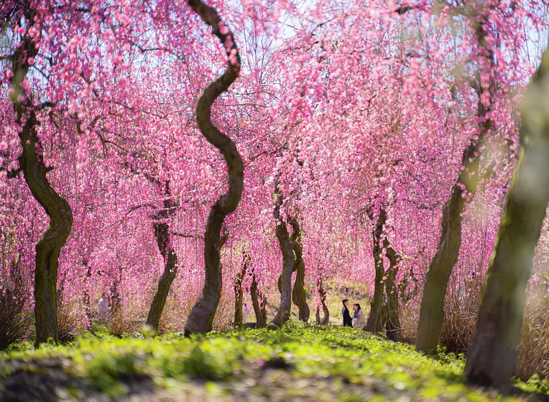 Plum blossoms at InabeCity Agricultural Park