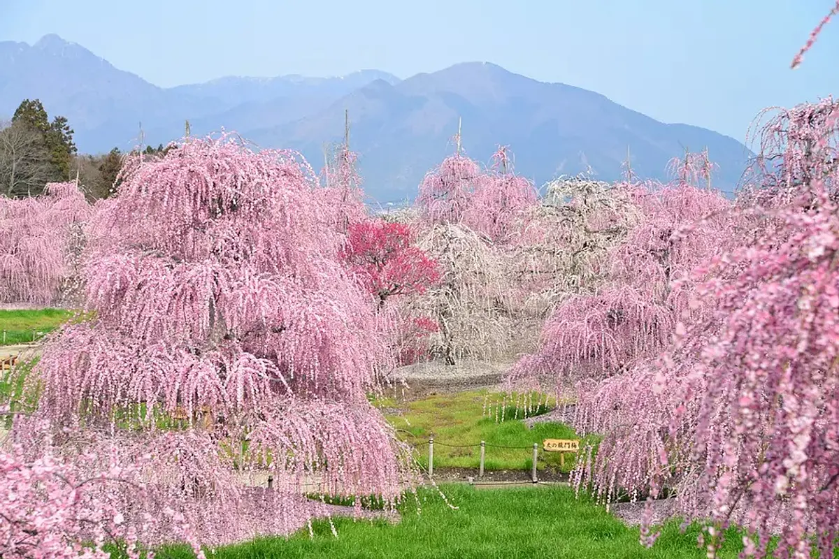 鈴鹿の森庭園