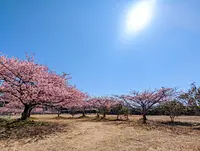 Fleurs de cerisier Kawazu au sol de Nayaura