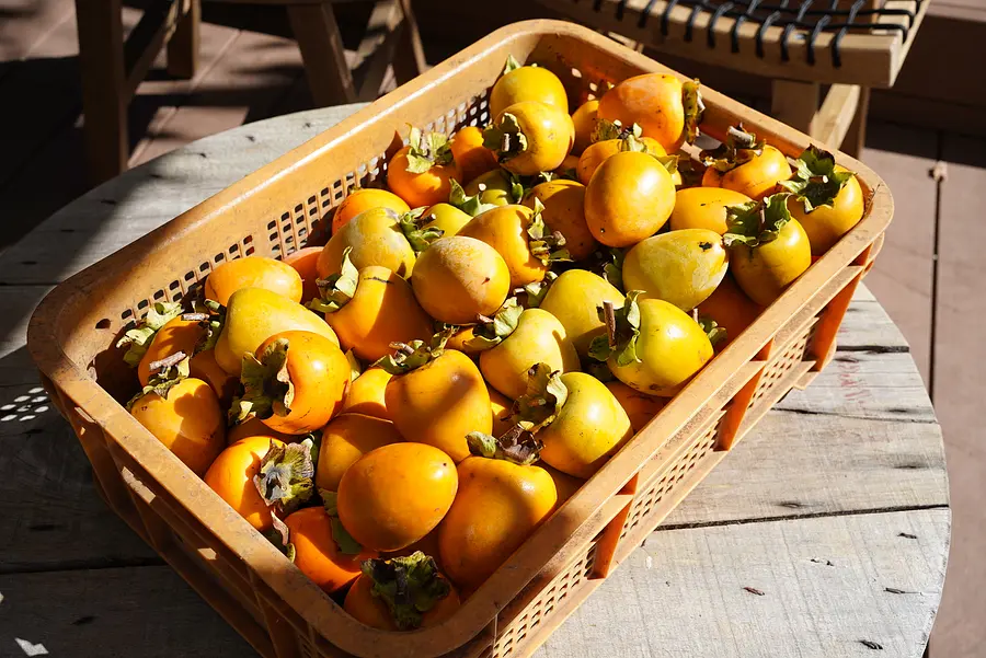 いなべの干し柿づくり体験