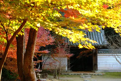 円光寺の紅葉（7）