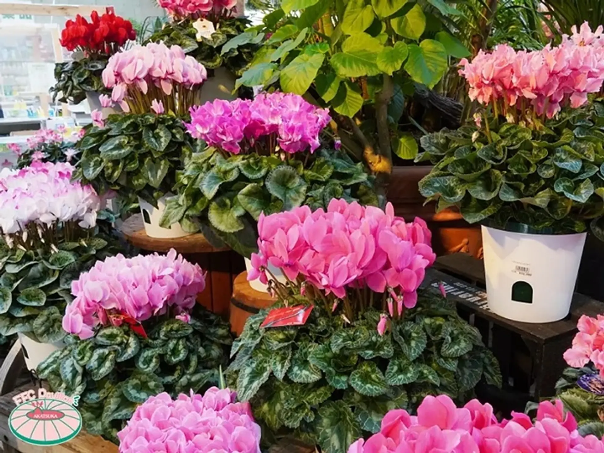 FFCパビリオン 年末謝恩セール＆初売り