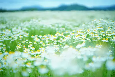 メナード青山リゾートのカモミール