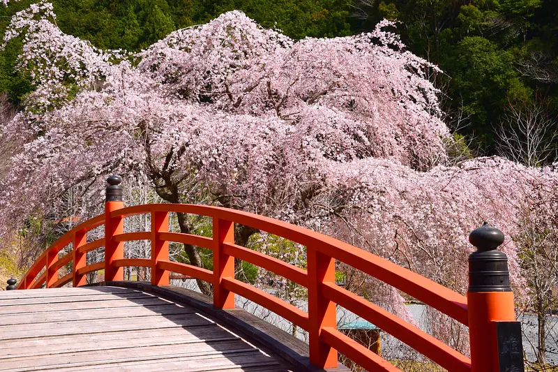 Fleurs de cerisier Chugoro dans la vallée de Kasagi