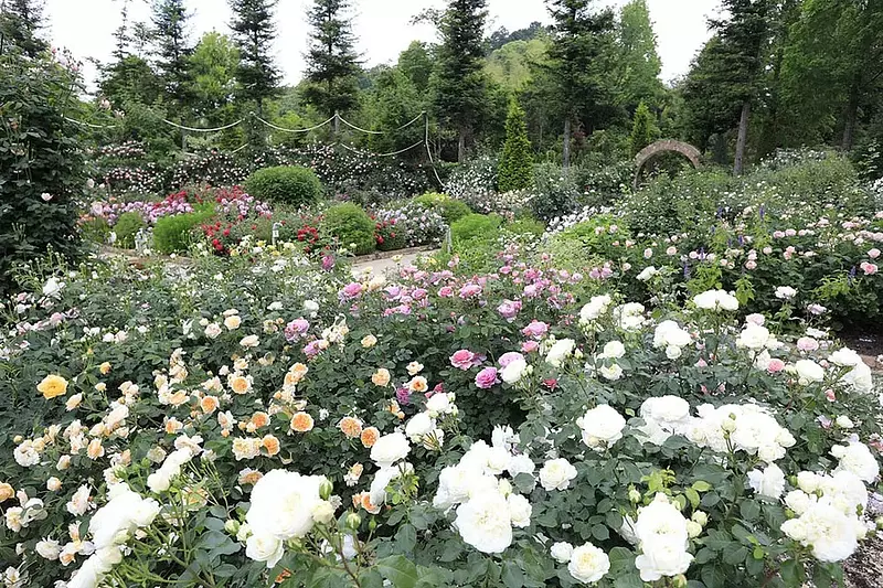 Présentation des taches de roses incontournables de la préfecture de Mie !