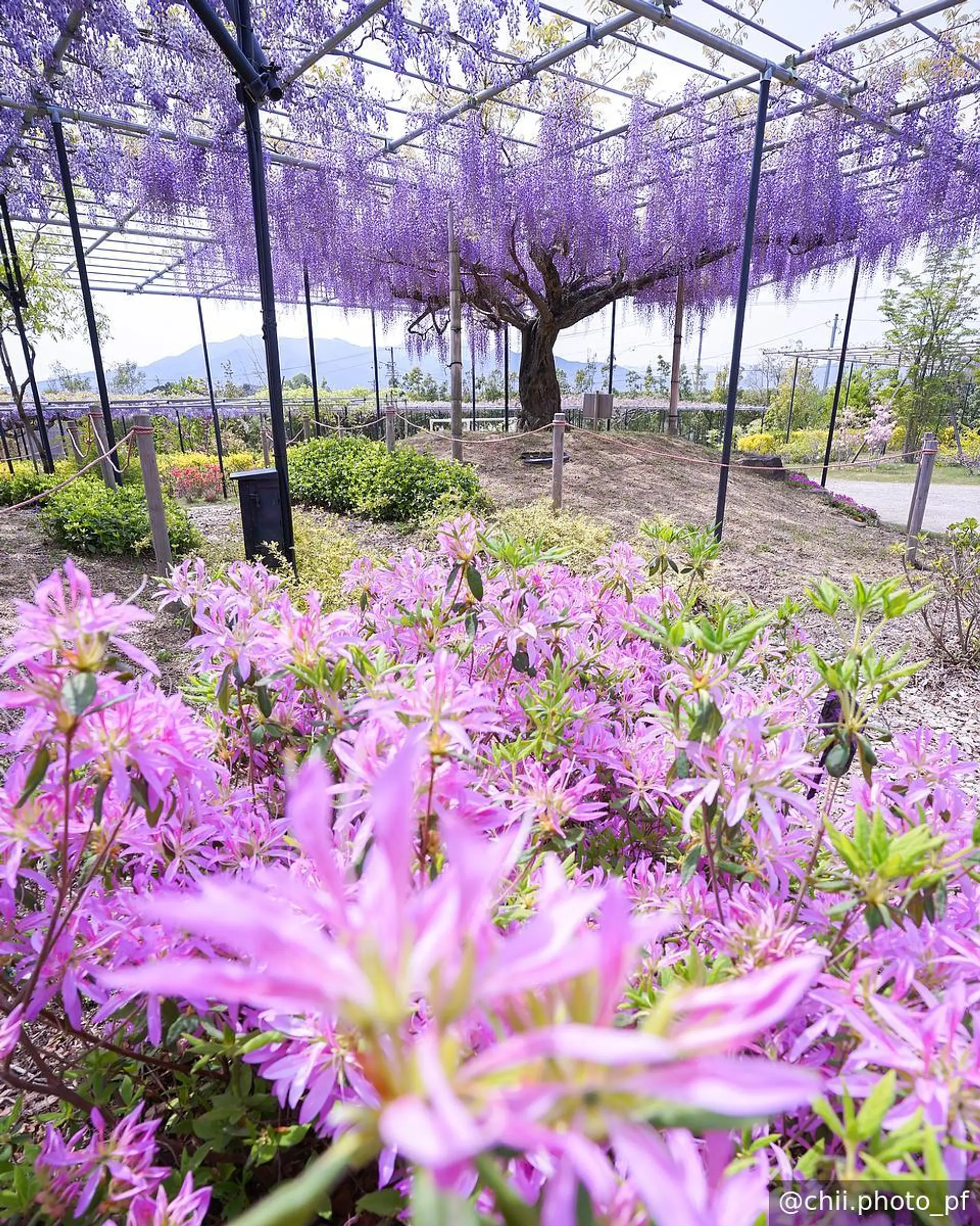 ハナグルマと藤