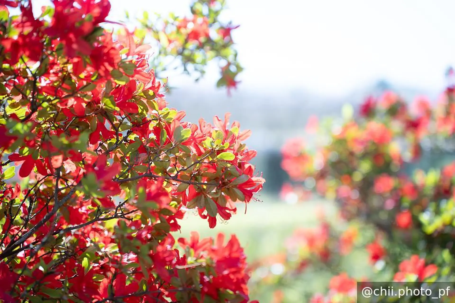 ホンキリシマツツジ